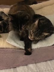 What's your DCat up to today? Episode 6, Return of the... Cats?