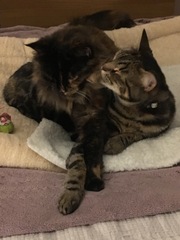 What's your DCat up to today? Episode 6, Return of the... Cats?