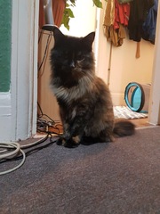 Well I’ve met the new uber dear Cat sitter