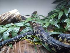 To want a little snake?
