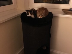 Show me your cat trees!