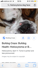 What's this under my dogs nose?