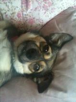You don't have a "rescue", you have a fucking dog!