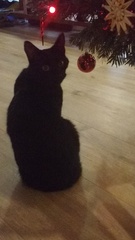 What's your DCat up to today? Episode 6, Return of the... Cats?