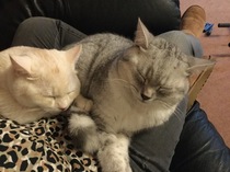 Behold my weird cute sleeping cat