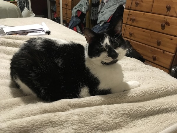 Let me see your fuzzy overlords?