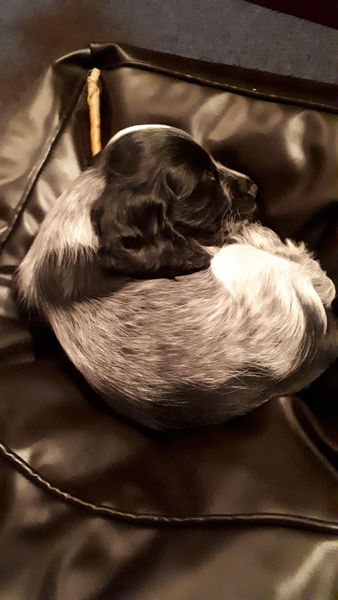 For anyone that saw the "I think my DH has bought us a puppy " thread