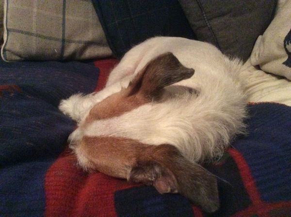 What does your dog do all day?