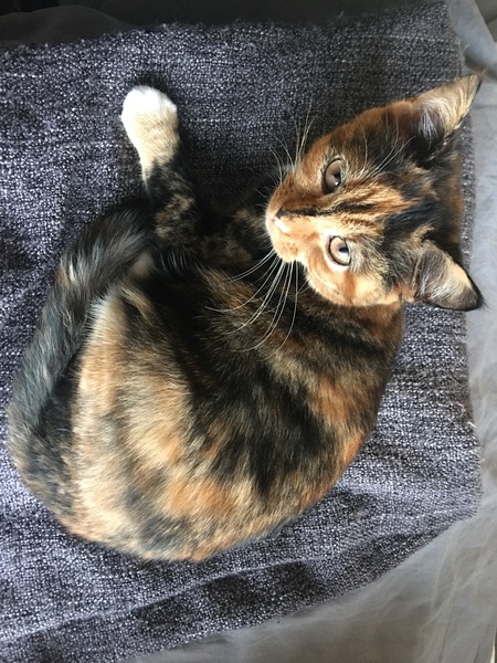 Let me see your fuzzy overlords?