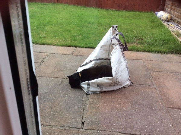 AIBU to think my cat is the cutest?