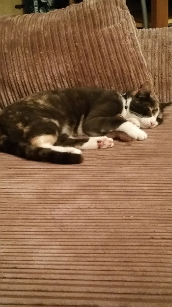 Tortie or calico?