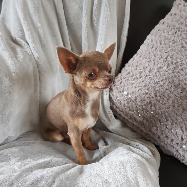 To cheer me up with photos of your pet? The first photo you have and the last?