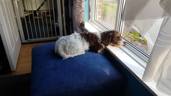 Puppy Survival Thread Part 5!
