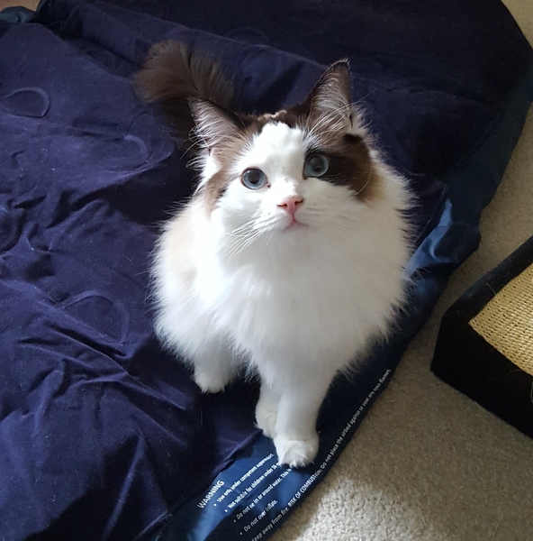 AIBU to think my cat is the cutest?