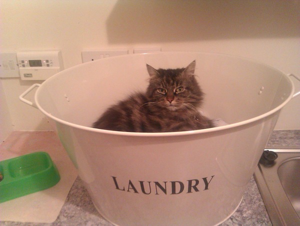 AIBU to think my cat is the cutest?