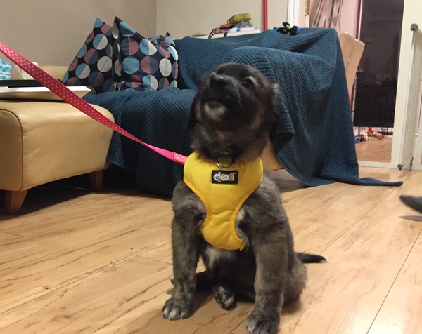 Puppy collection countdown