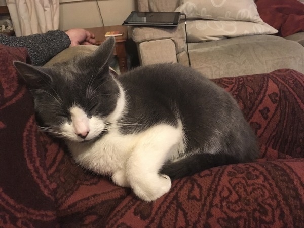 AIBU to think my cat is the cutest?