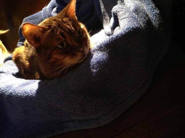 AIBU to think my cat is the cutest?