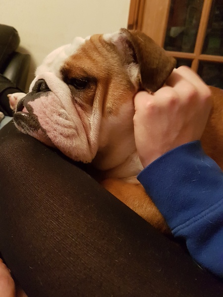 Puppy Survival Thread Part 5!