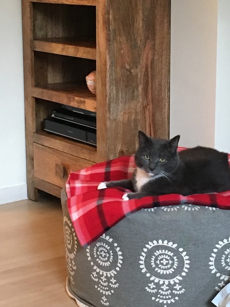 AIBU to think my cat is the cutest?