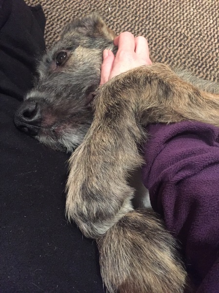 How am I supposed to leave puppy?
