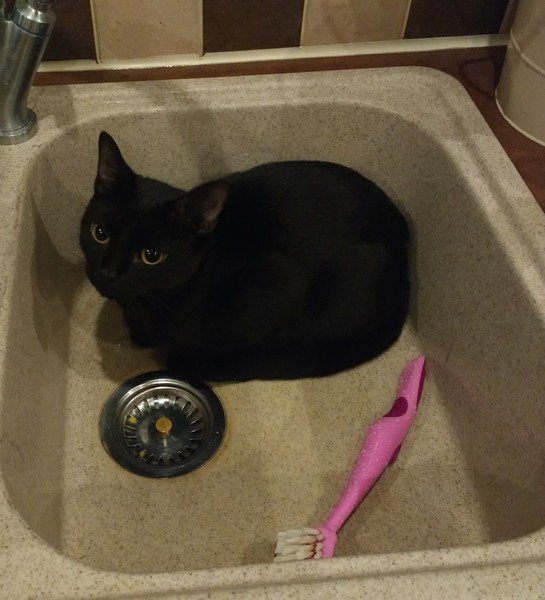 Kittens and toddlers?