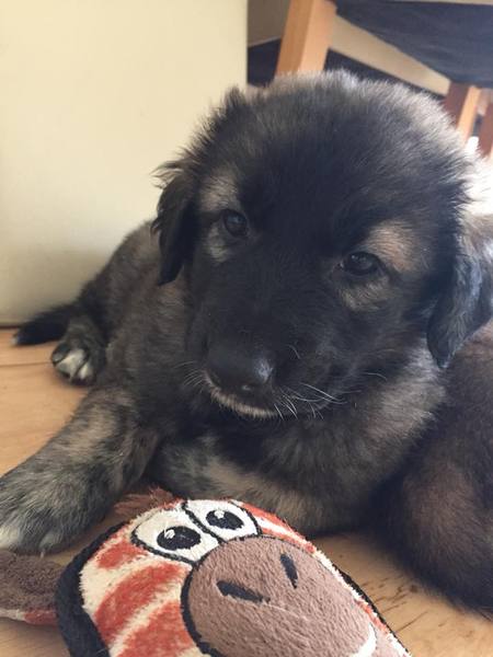 Puppy collection countdown