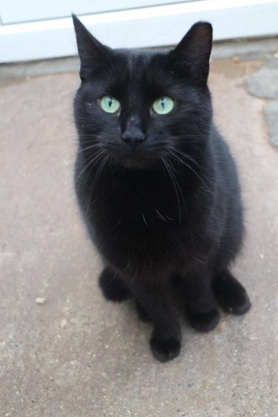 AIBU to think my cat is the cutest?
