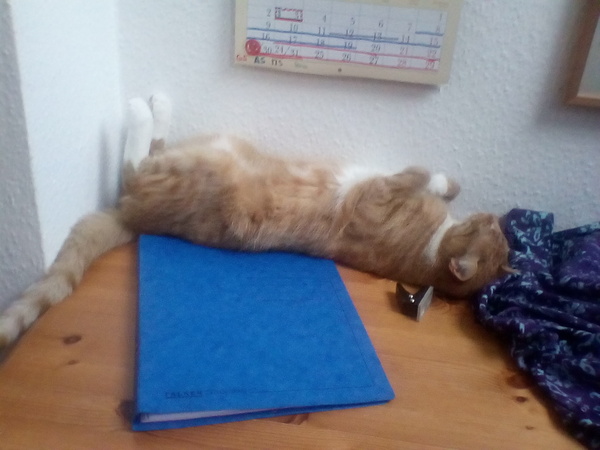Let me see your fuzzy overlords?