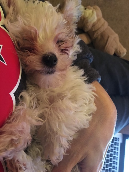 i really really love my puppy.   That is all.