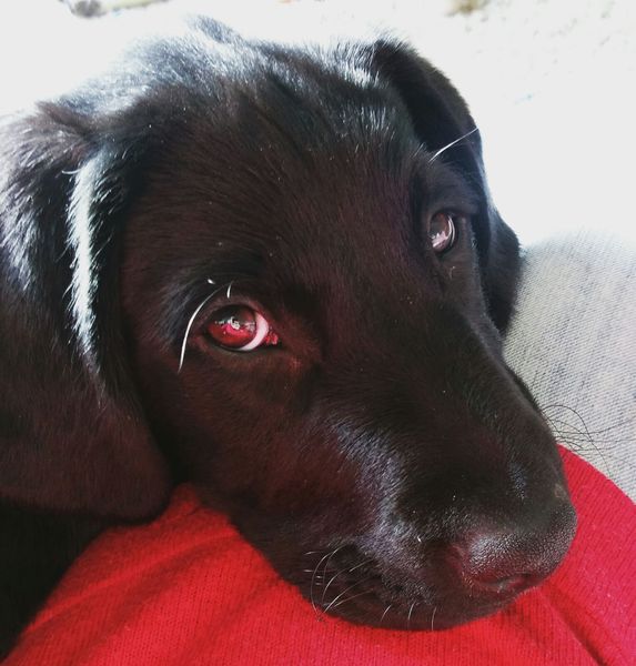 Puppy Survival Thread Part 5!