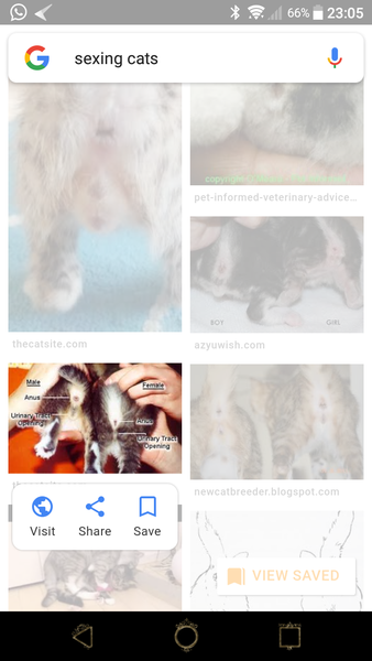 Is my cat Male or female?
