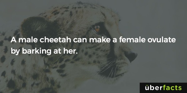 August 2018 #3 - booking appointments and 12 week scans!