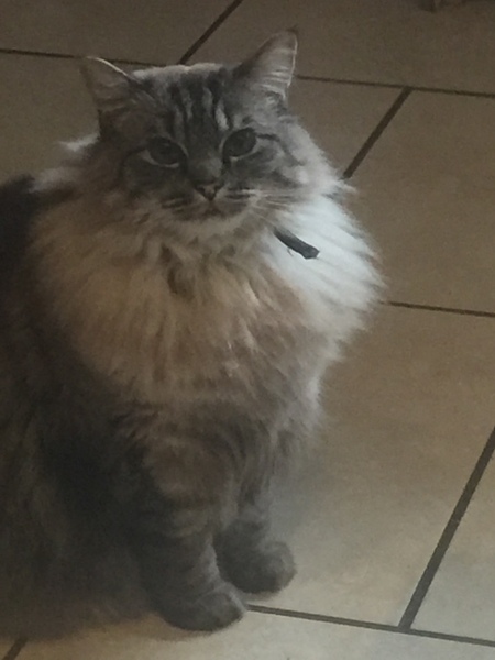AIBU to think my cat is the cutest?