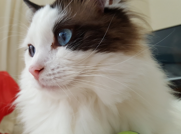 AIBU to think my cat is the cutest?