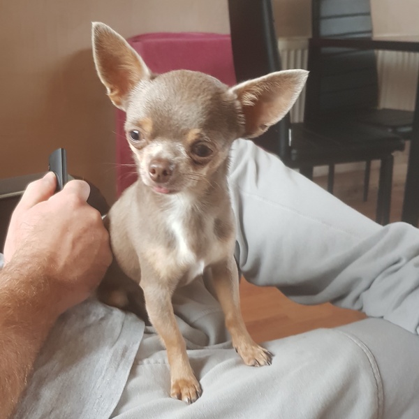 Chihuahua Owners