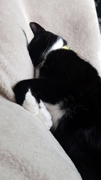 AIBU to think my cat is the cutest?