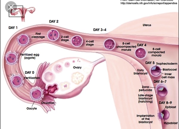 Implantation bleeding