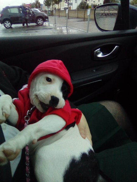 Anyone NOT crate their puppy at night?