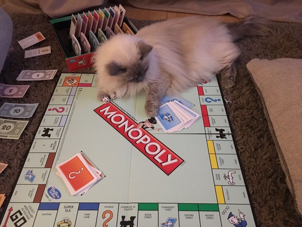 Is this a Ragdoll?