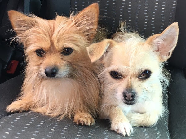 Chihuahua Owners