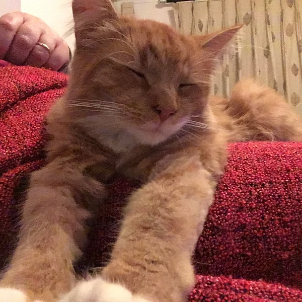Let me see your fuzzy overlords?