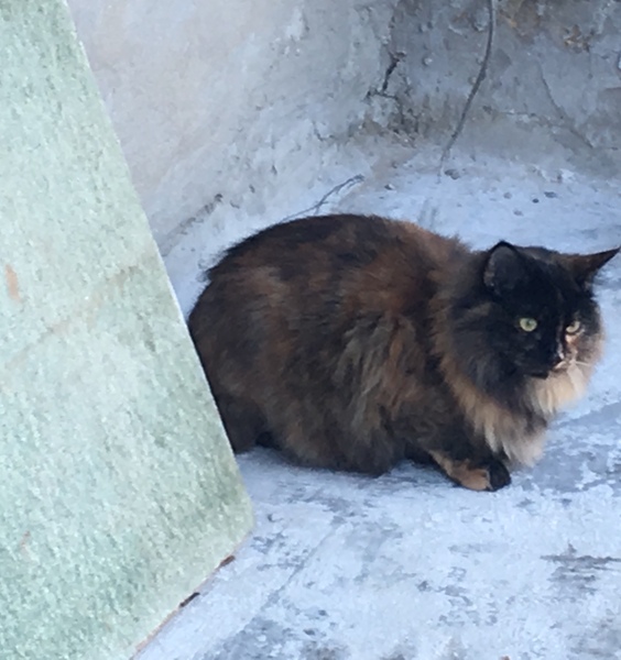 Let me see your fuzzy overlords?