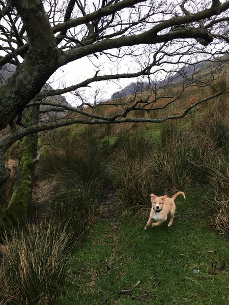 Puppy Survival Thread Part 5!