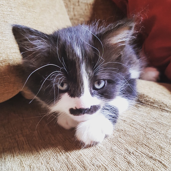 AIBU to think my cat is the cutest?