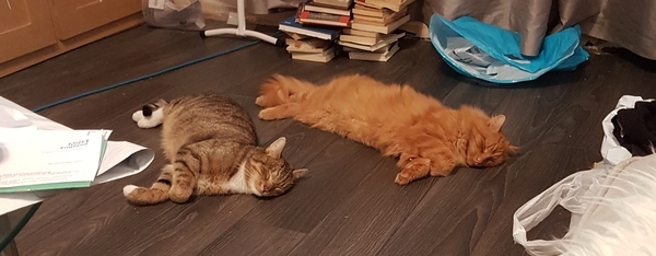 AIBU to think my cat is the cutest?