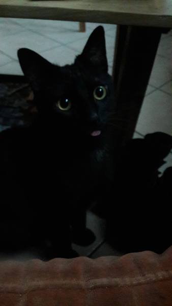 AIBU to think my cat is the cutest?