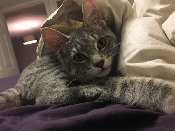 AIBU to think my cat is the cutest?