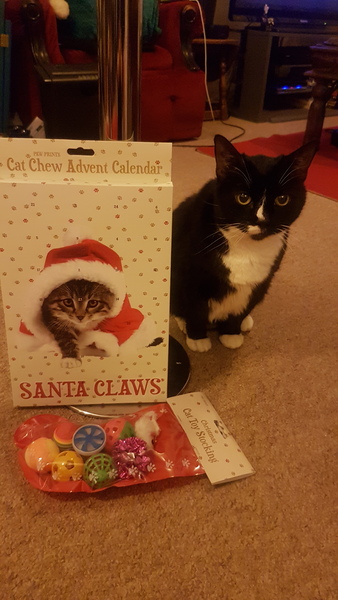 To cheer me up with photos of your pet? The first photo you have and the last?