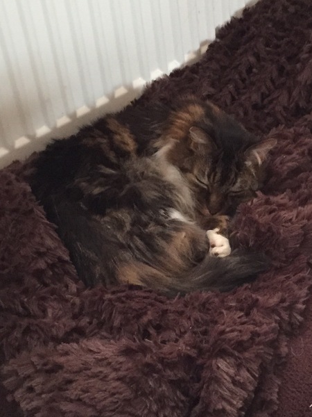 cat product recommendations?